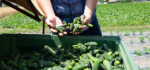 Cornichons suisses : À la recherche de nouveaux producteurs !